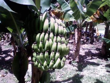 Our Banana produce