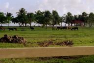 Wild Horses
