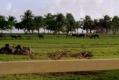 Wild Horses