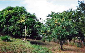 Side Yard