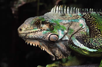 Vieques Iguana