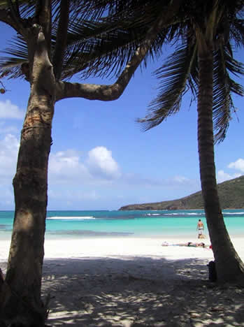 Beach in Vieques, Puerto Rico